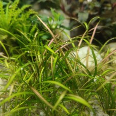 Эхінодорус ніжний рубра (Echinodorus tenellus rubra)